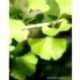 Mabet Ağacı (Ginkgo biloba)