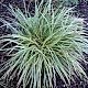 Carex (Kareks)
