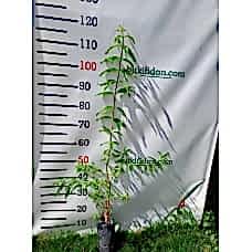 Limon Melisa Fidanı 2 Yaş 