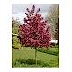 Malus floribunda (Süs Elması)