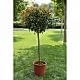 Photinia (Alev)