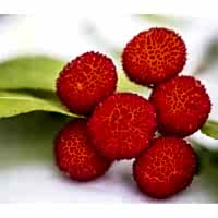 4 Yaş Kocayemiş (Dağ Çileği) Fidanı