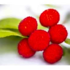 4 Yaş Kocayemiş (Dağ Çileği) Fidanı