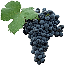 Alphonse Lavallee Sofralık Üzüm Fidanı 2 Yaşında 80-100cm Saksıda