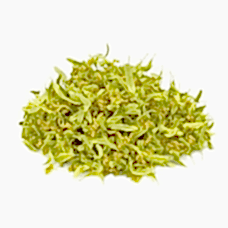 Ihlamur Fidanı 5 Yaşında 180-200 cm Tüplü sakılı