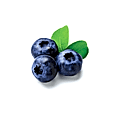 Nelson Çesiti Yaban Mersini Fidani (Likapa) 50-70cm Saksılı