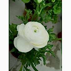 Şakayık beyaz çiçekli