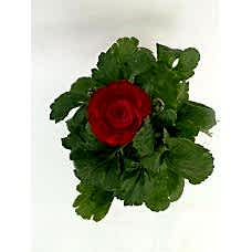 Şakayık Kırmızı Çiçekli