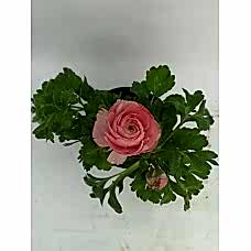 Şakayık Pembe Çiçekli