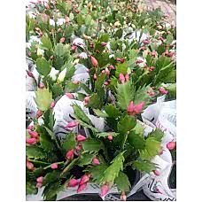 Schlumbergera - Yılbaşı Kaktüsü - Yılbaşı Çiçeği