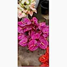 Kesme Antoryum çiçeği (Anthurium)