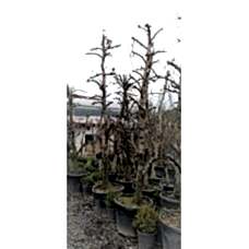 Armut Fidanı Deveci Armut Fidani 10 Yaşında Saksılı