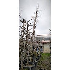 Etruşka Armut 7 Yaş