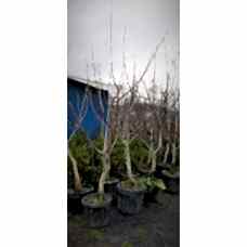 Ceviz Ağacı 5 Yaş