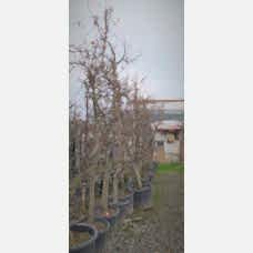 Galaxy Gala Elma Fidanı Büyük 5 Yaş