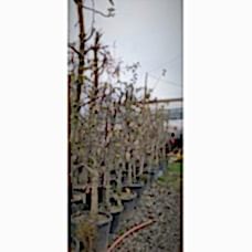 Granny Smith Büyük Elma Fidanı (Yeşil-Mayhoş)  10 Yaş Saksılı