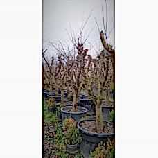 Papaz Büyük Erik Ağacı 10 Yasinda 