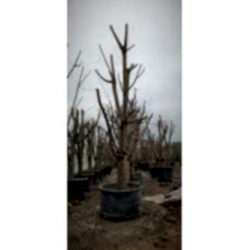 Kiraz Ağacı 15 Yaş