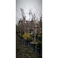 Muşmula Ağacı 10 Yaş