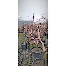 Şeftali Ağacı 10 Yaş