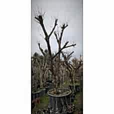 Hurma Ağacı 15 Yaş