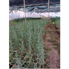 Kara Selvi (mezarlık selvi Fidanı) Fidanı 1 Yaş 