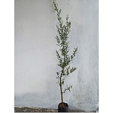 Gemlik Zeytin Fidan Paketi 10 Adet -2 Yaş