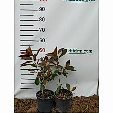 ALEV ÇALISI FİDANI