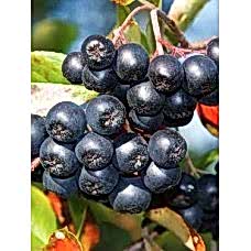 Aronya Fidanı 10 'lu Paketi