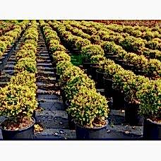 Altuni Taflan 100'lü 