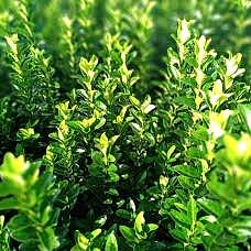 Sütun Taflan Paketi 100 Adet 