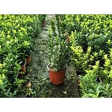 Sütun Taflan paketi 10 Adet  