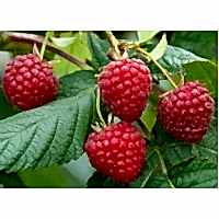 Ahududu-frambuaz Fidanı 2 Yaş