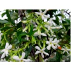 Arap Yasemini 2 Yaş 