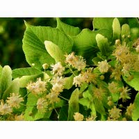 Ihlamur Fidanı 2 Yaş Aşılı 