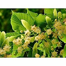 Ihlamur Fidanı 2 Yaş Aşılı 