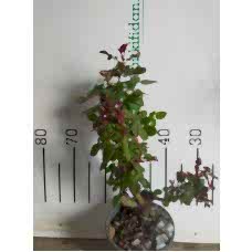 Gül Fidanı-Beyaz renk 2 Yaş Aşılı Yerli 