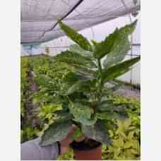 Aucuba Japonica Akuba Lekeli Defne Fidanı 2 Yaş 