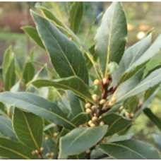 Defne Fidanı 2 Yaş 