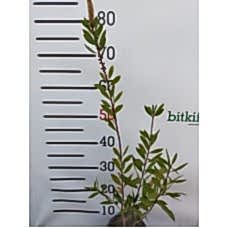 Fırça Çalısı Bitkisi 2 Yaş 