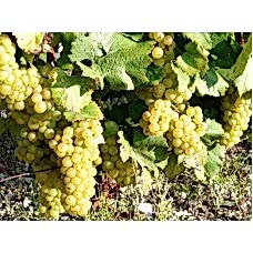 2 Yaş İtalya Kokulu Misket Üzüm Fidanı