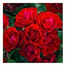 Gül Fidanı (Açık kırmızı) 2 Yaş İthal Aşılı Black Forest Rose 