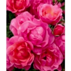 Gül Fidanı (pembe) 2 Yaş İthal Maxi Vita 