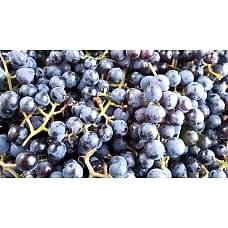 2 Yaş Kokulu Laz Üzümü Fidan