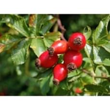 2 Yaş Kuşburnu Fidanı