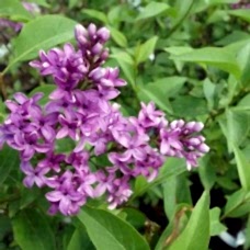 Leylak Fidanı (Syringa Chinensis) 2 Yaş 