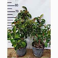 Kartopu Fidanı 40-60 cm 2 Yaş Parlak 