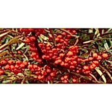 Yabani (Yalancı) İğde Fidanı 2 Yaş 