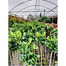 Ligüstrüm Tekzanium 2 Yaş Yarım Tijli Ligüstrüm Tekzanium Fidanı