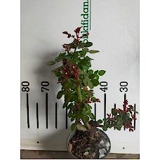 Gül Fidanı-Kırmızı renk 2 Yaş Yerli 